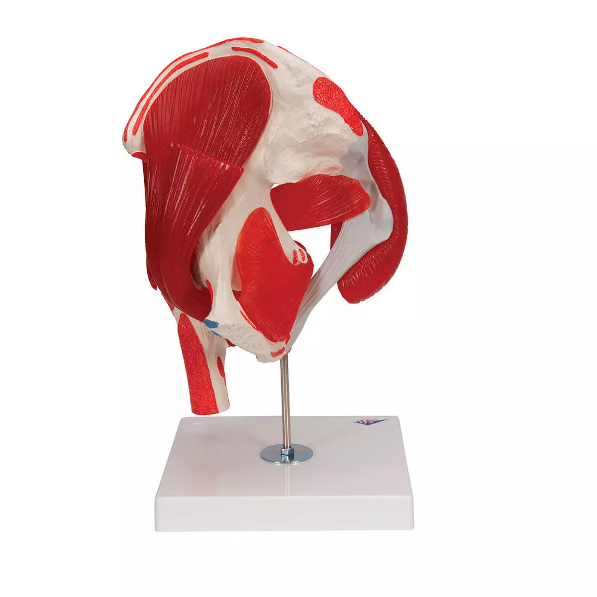  Hip joint model