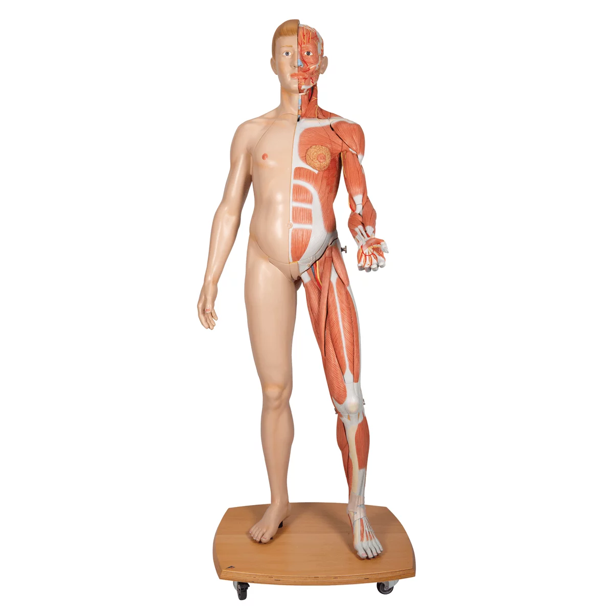  Model life size bisexual muscle figure