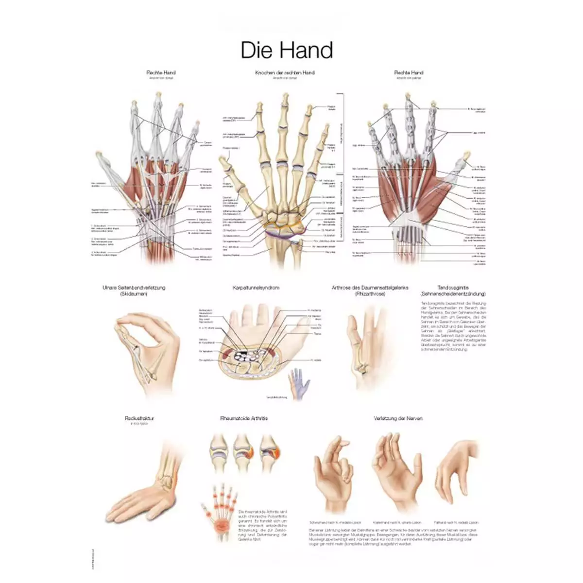  Tutorial board - The hand