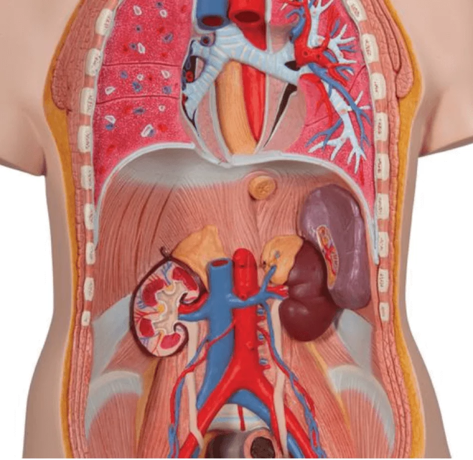  Model Standard torso