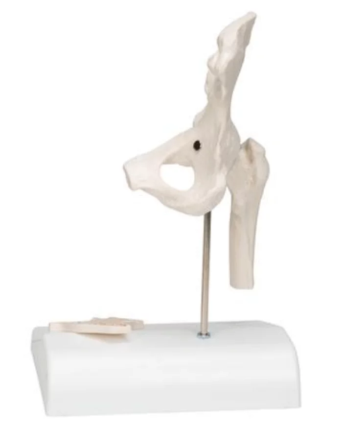  Mini model hip joint