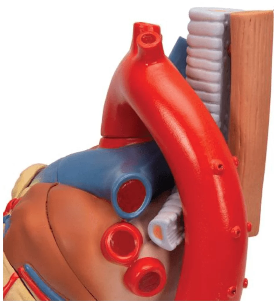  Heart model 7 pieces