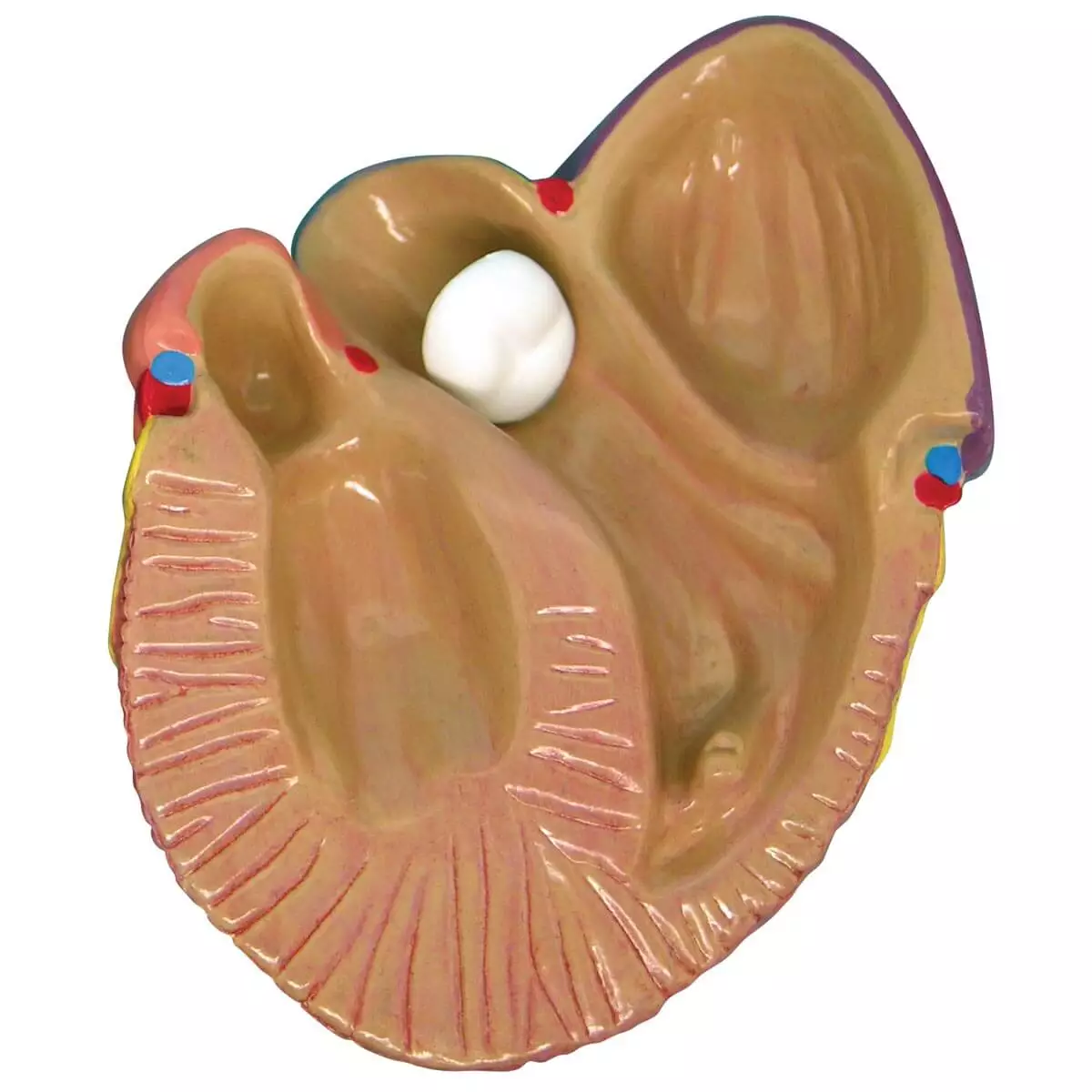 3 Mini Heart Model Set
