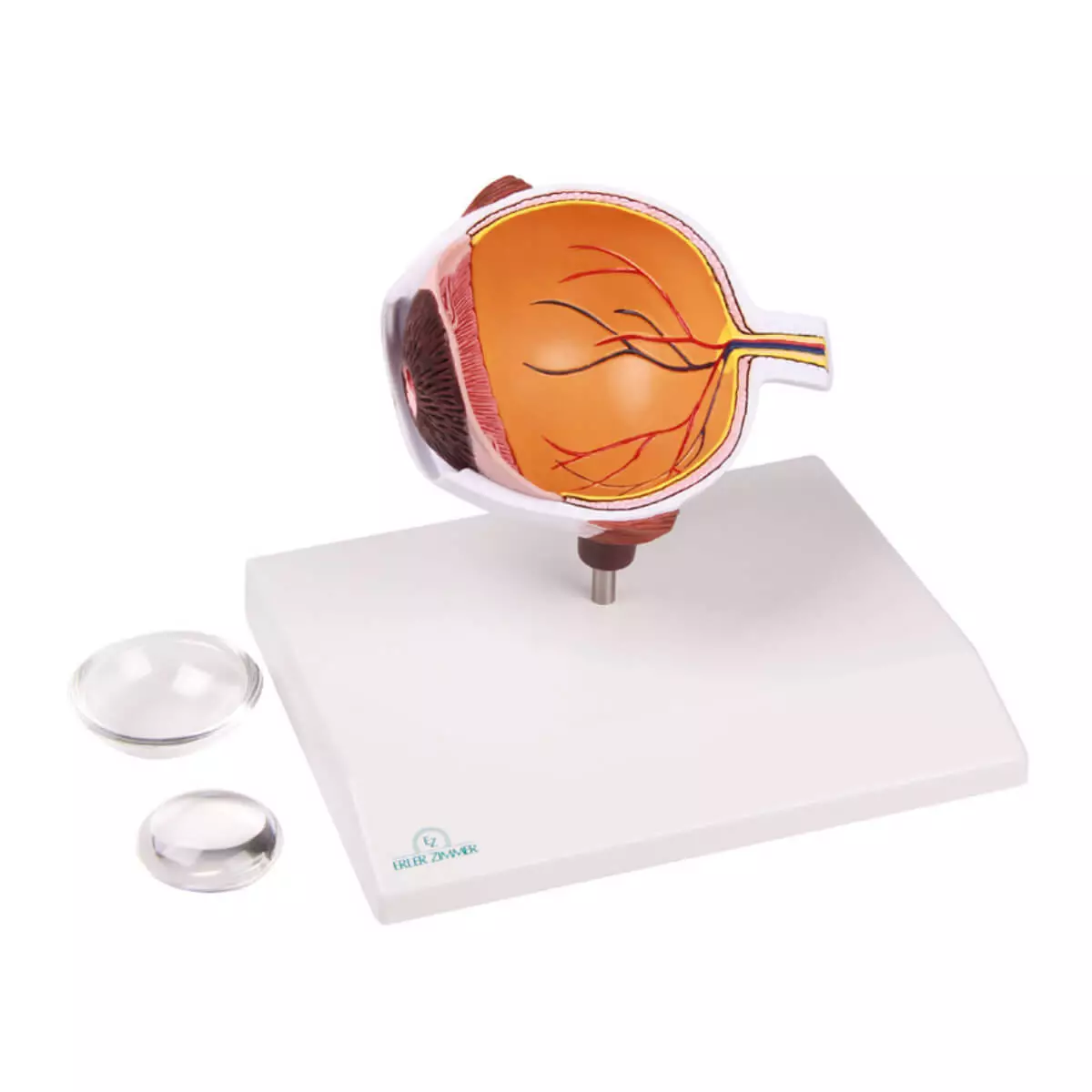  Enlarged cutaway eye - EZ Augmented Anatomy