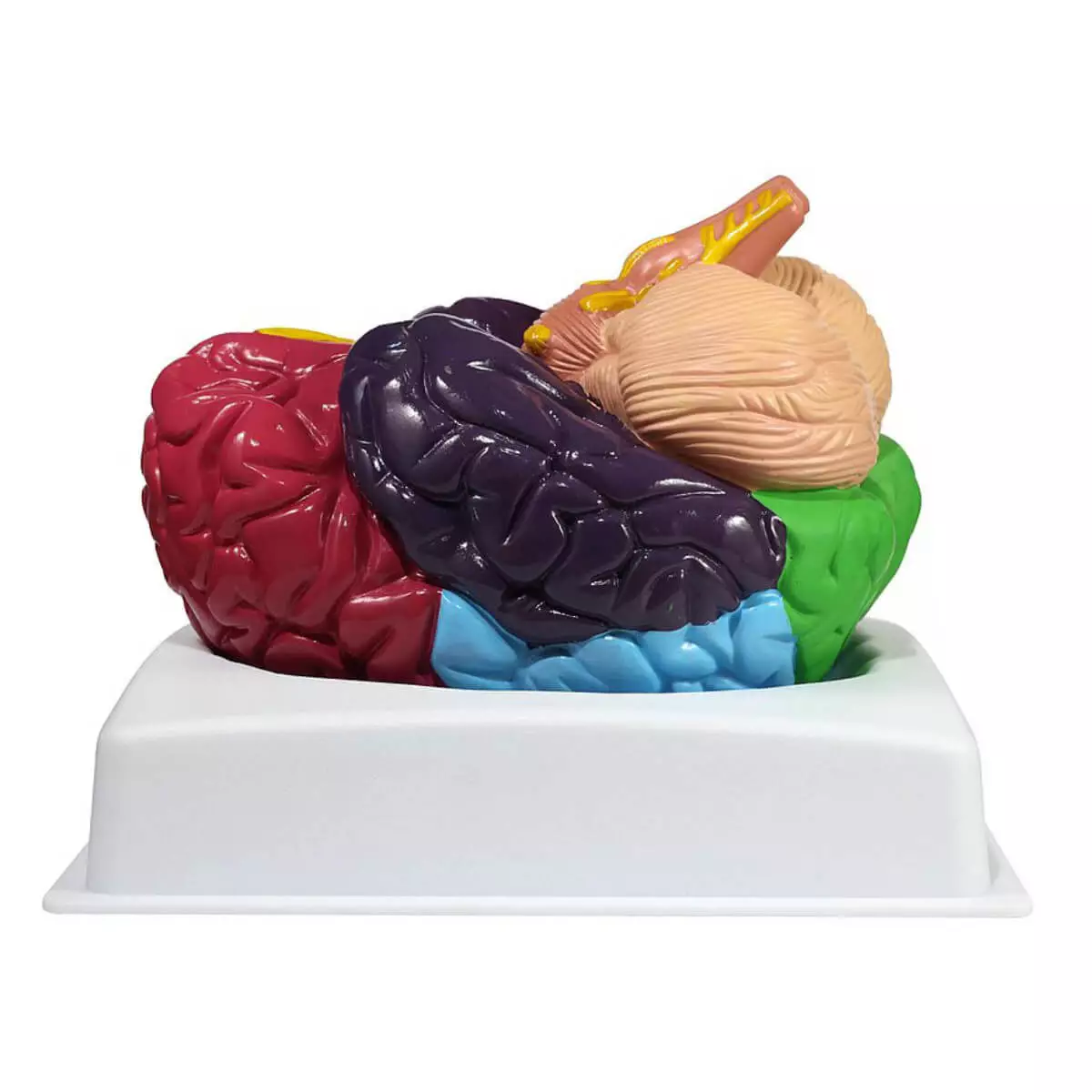  Brain model of the Brodmann areas
