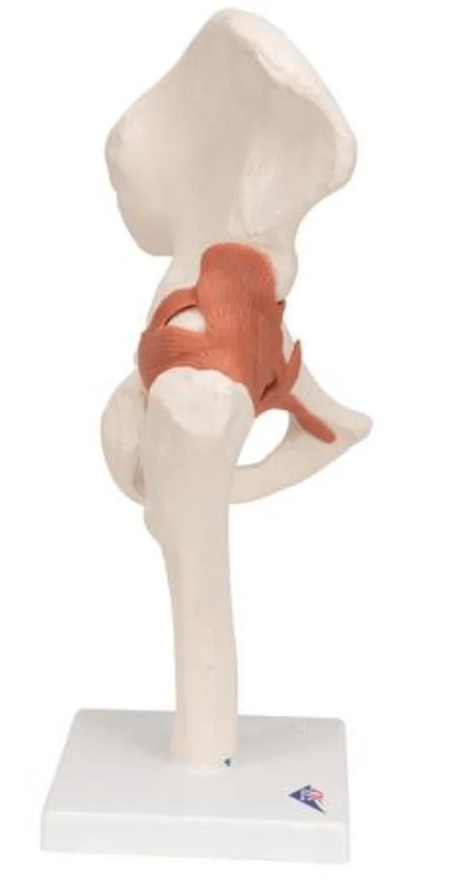  Functional Model of the Hip Joint