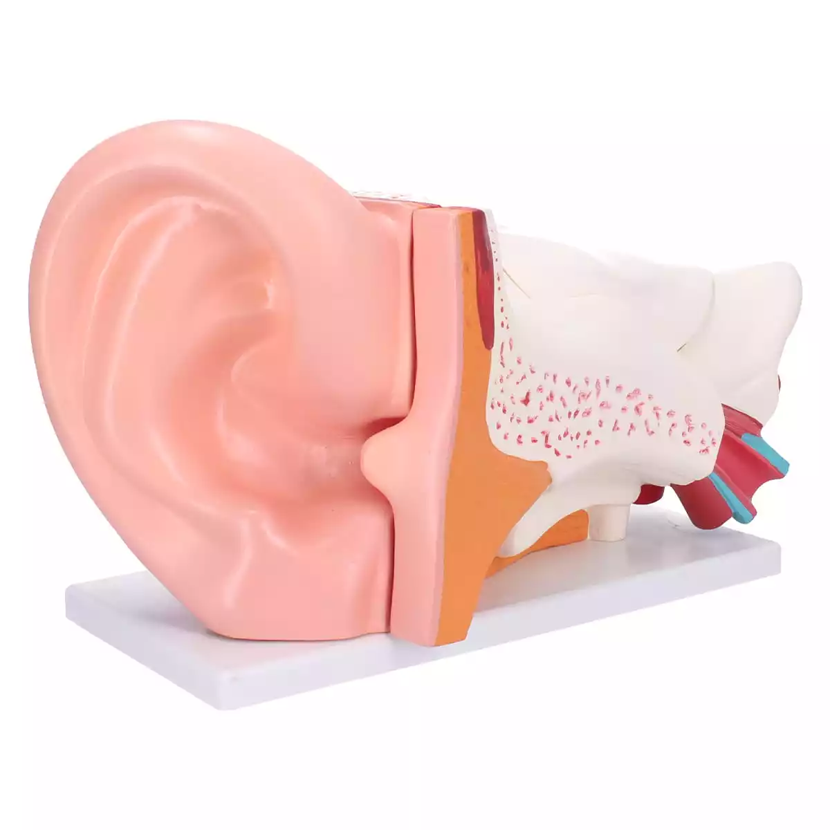  Anatomical ear model