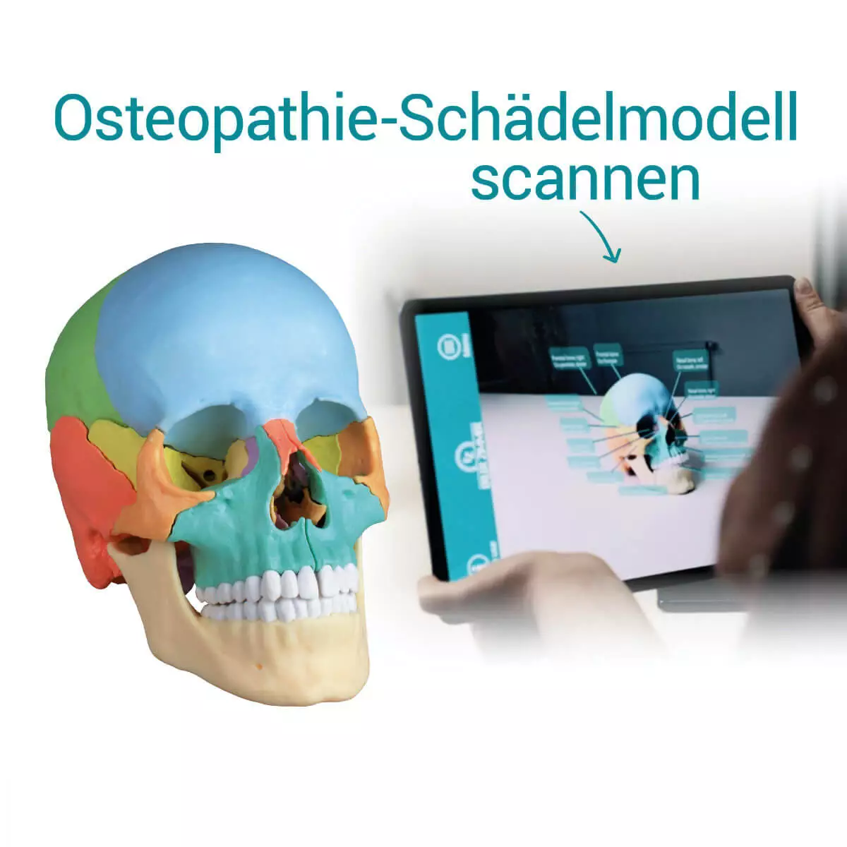 Didactic skull model