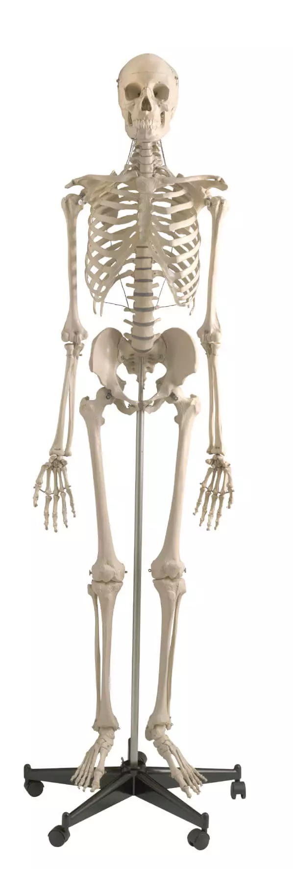  Standard skeleton on tripod