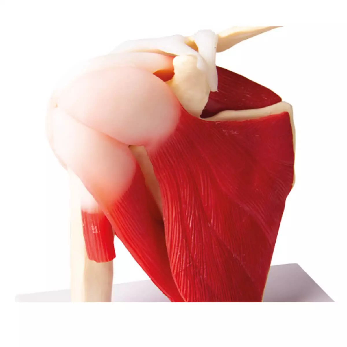  Shoulder joint model with muscles for EZ Augmented Anatomy App