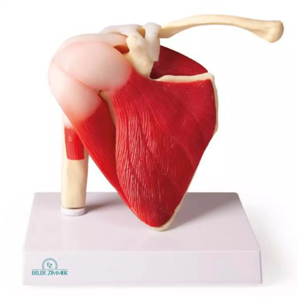  Shoulder joint model with muscles for EZ Augmented Anatomy App