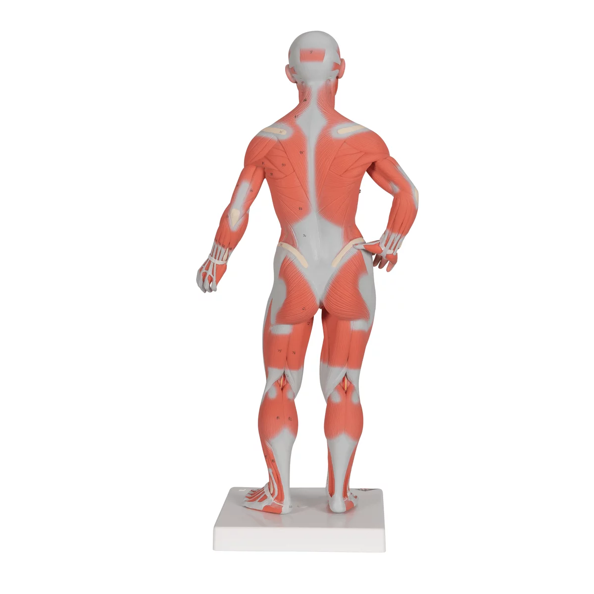  Model muscle figure