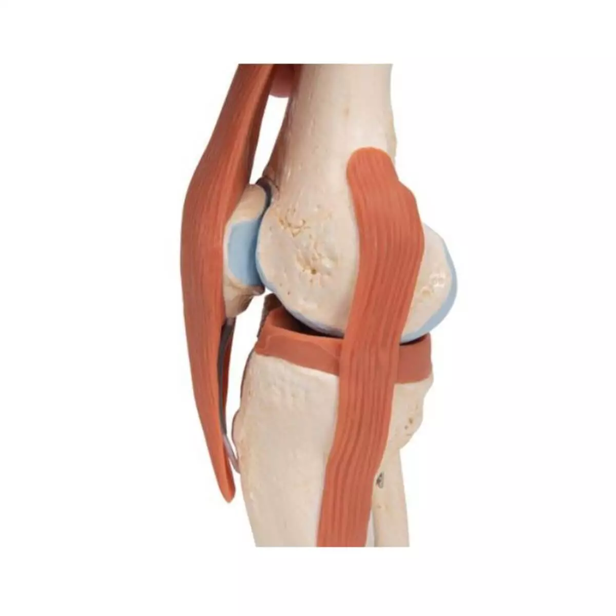  Luxury model knee joint