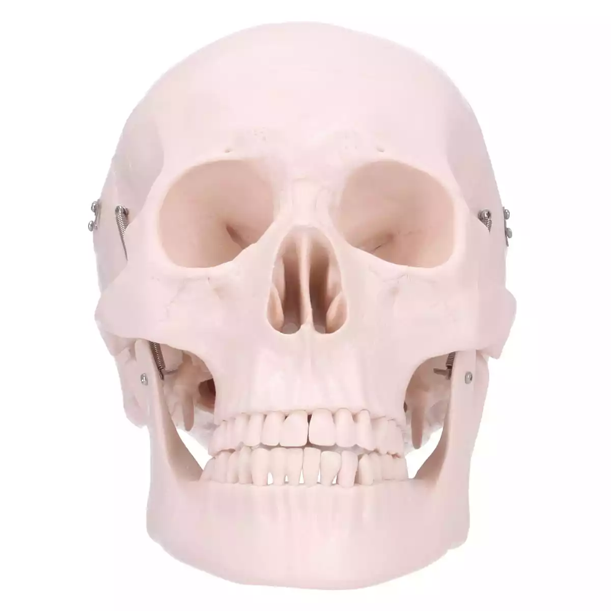  Skull