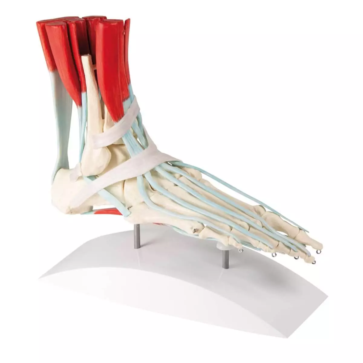  Foot skeleton with tendon apparatus