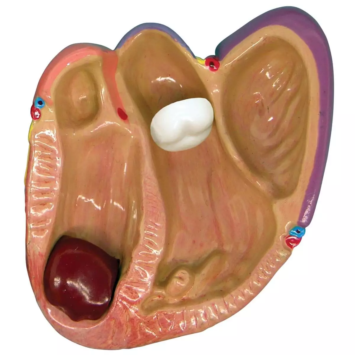  3 Mini Heart Model Set