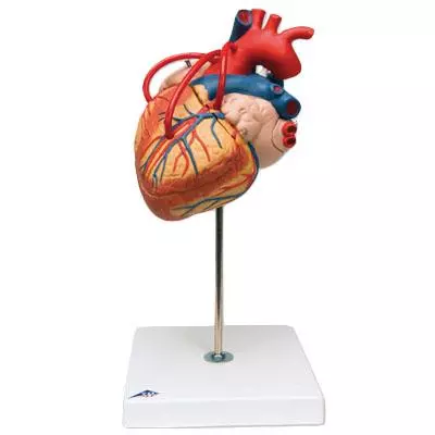  Model heart with bypass