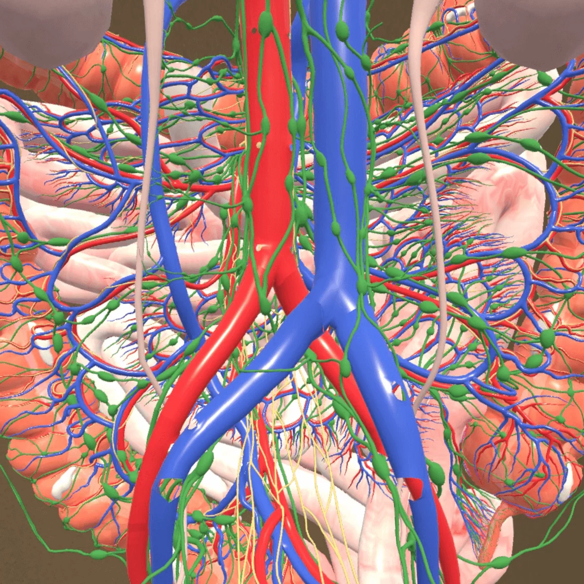 “Corpus” mixed reality anatomy app for Meta Quest 3/3S “Corpus” mixed reality anatomy app for Meta Quest 3/3S