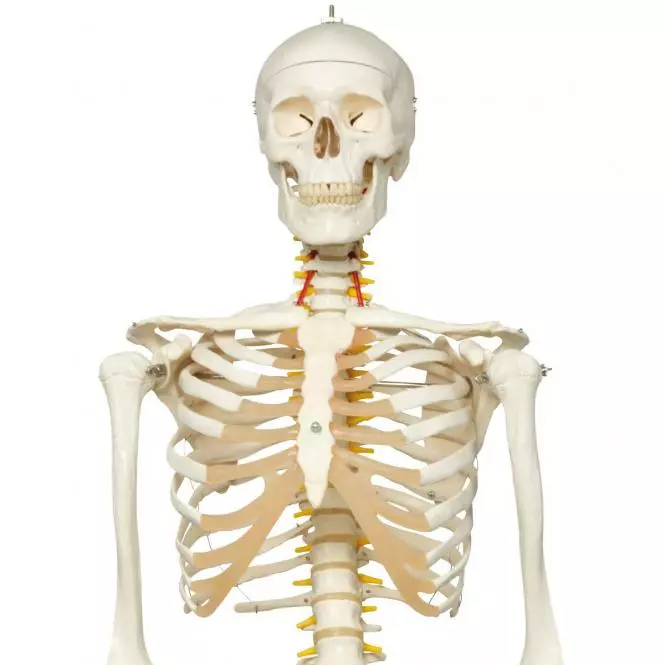  Skeleton Fred