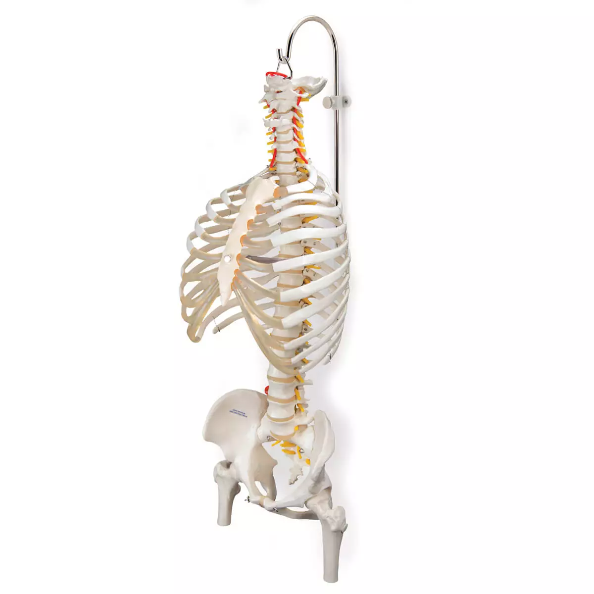  Tripod for spine models