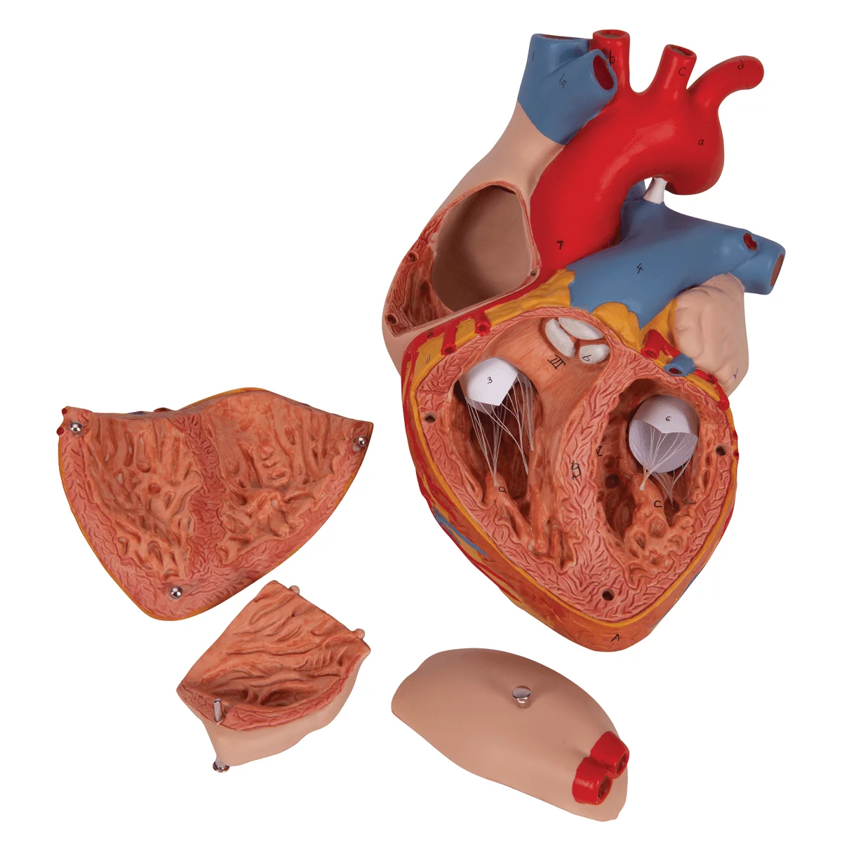  Heart model