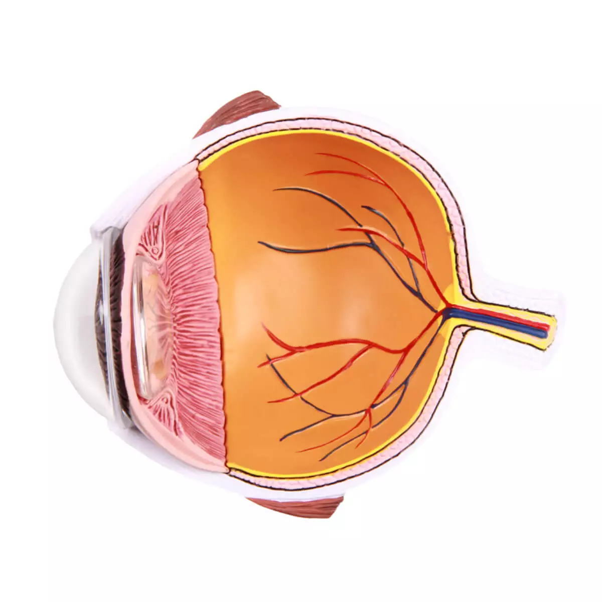  Enlarged cutaway eye - EZ Augmented Anatomy