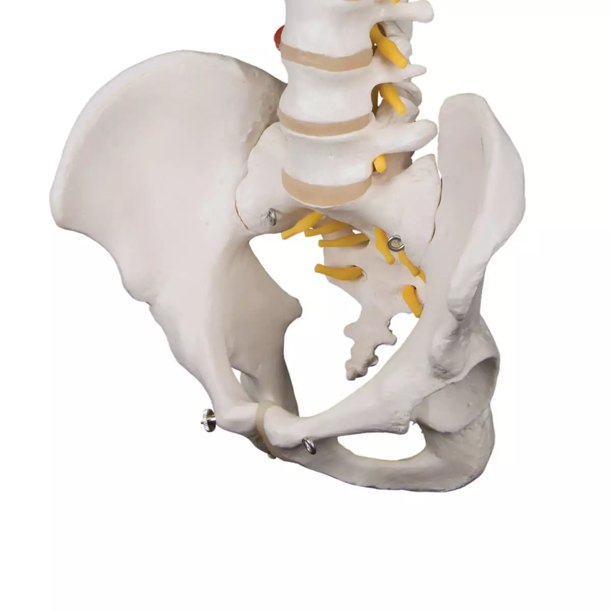  Flexible spine model