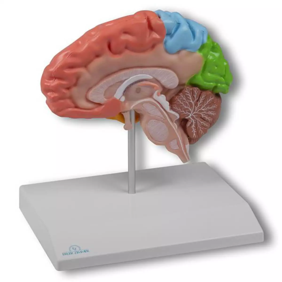  Half brain model for EZ Augmented Anatomy App