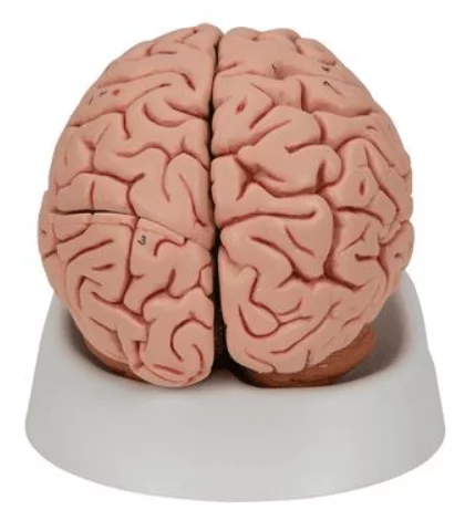  The Classic Brain