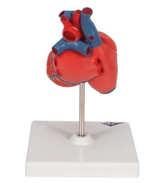  The Classic Heart