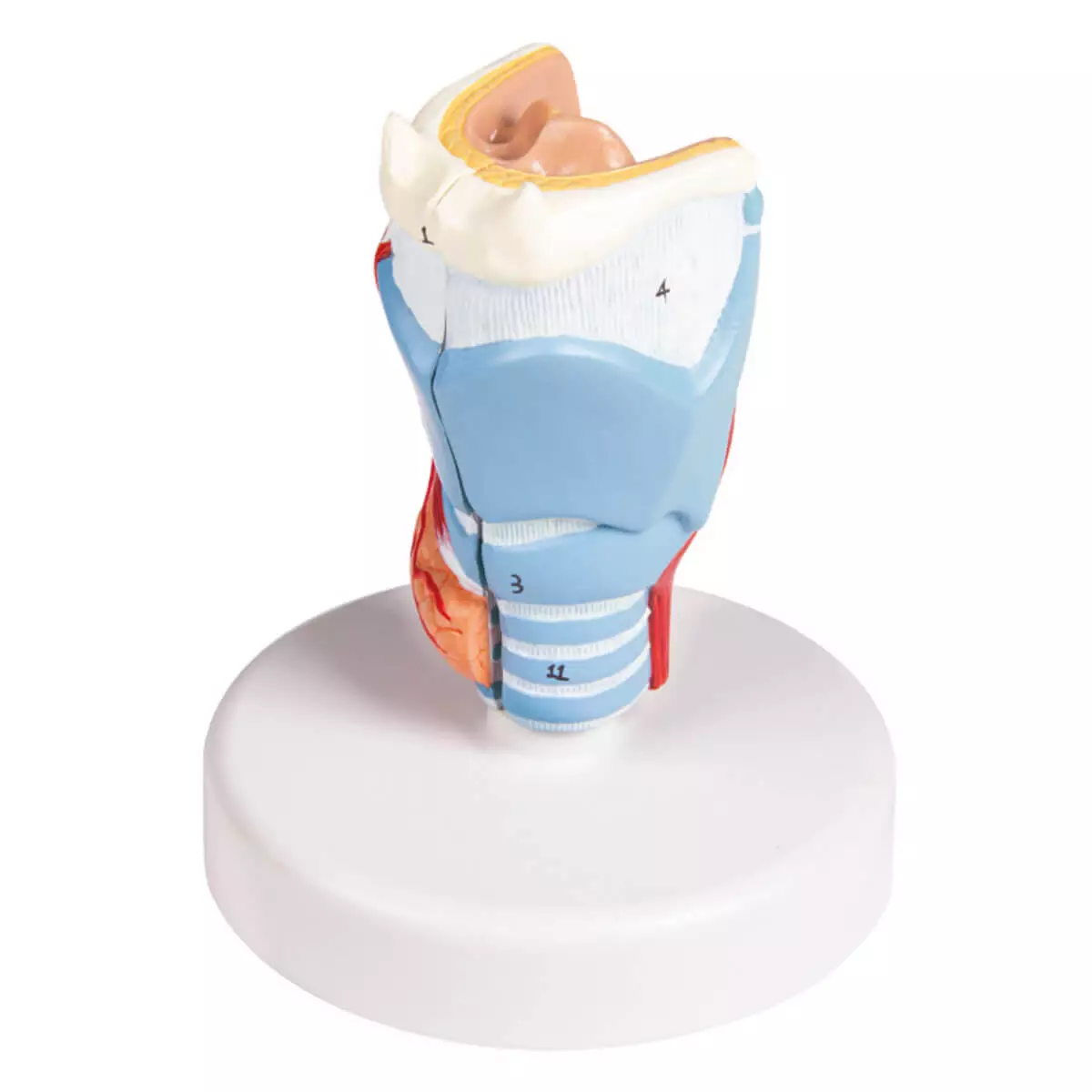  Life size larynx model