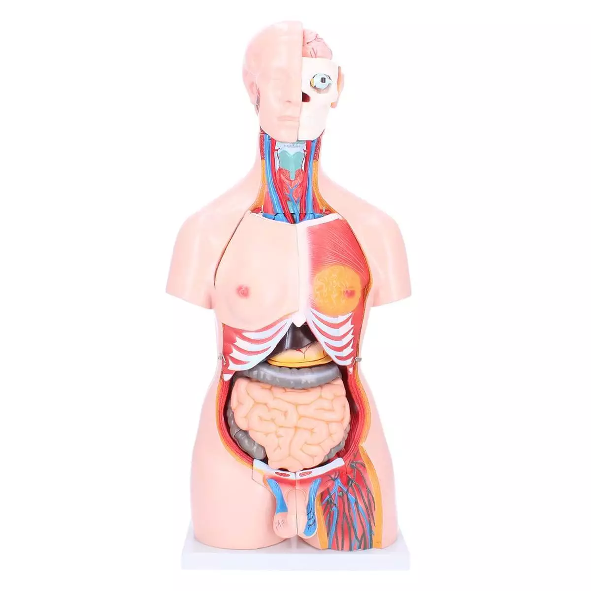  Bisexual model torso