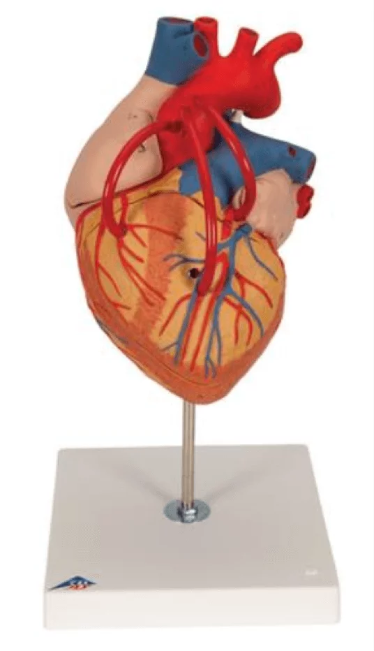  Model heart with bypass