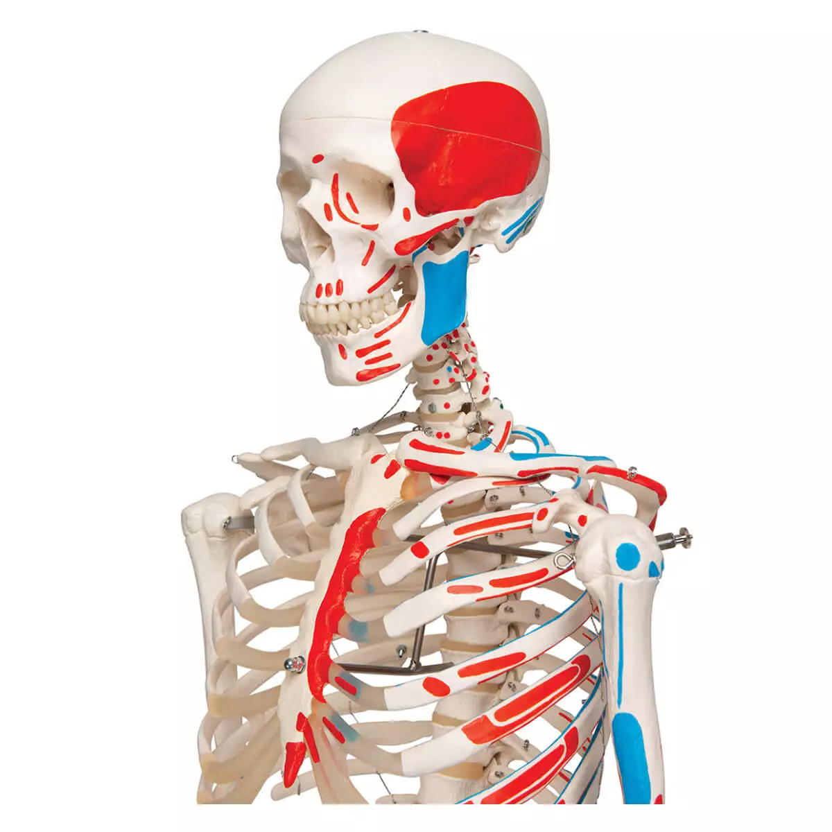  Max muscle skeleton