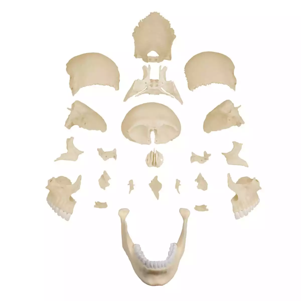  Osteopathy skull model
