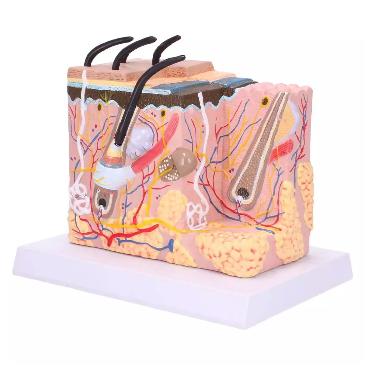  Block Model Human Skin