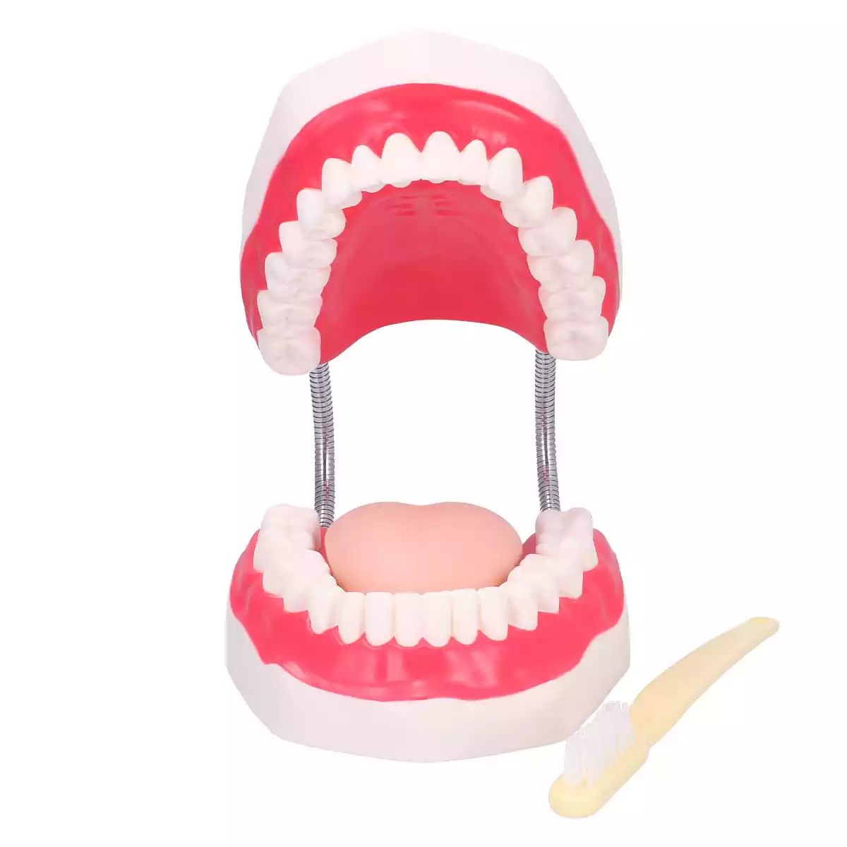  Dental care model with toothbrush