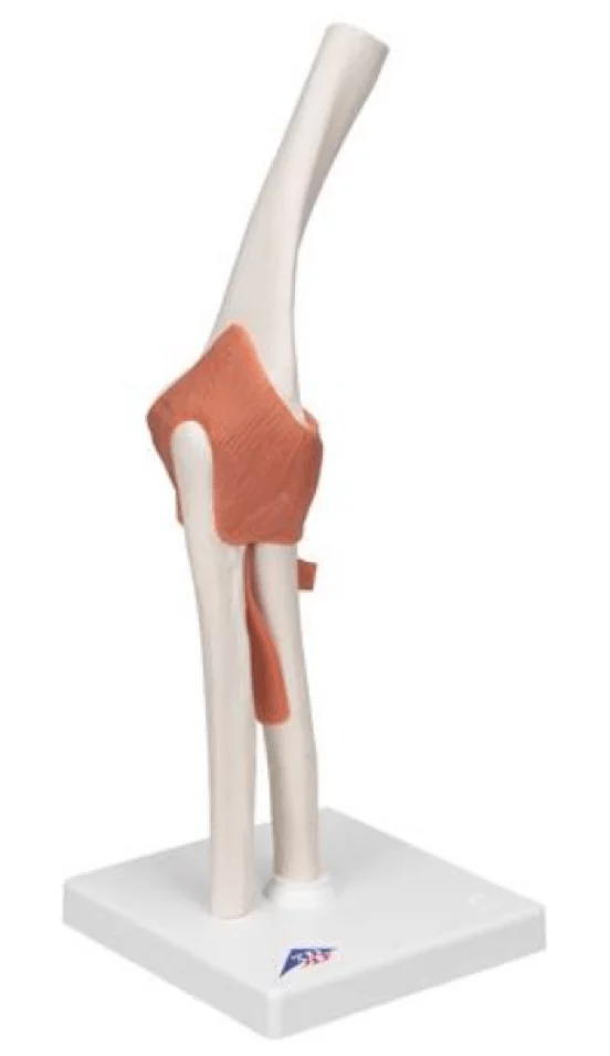  Elbow Joint