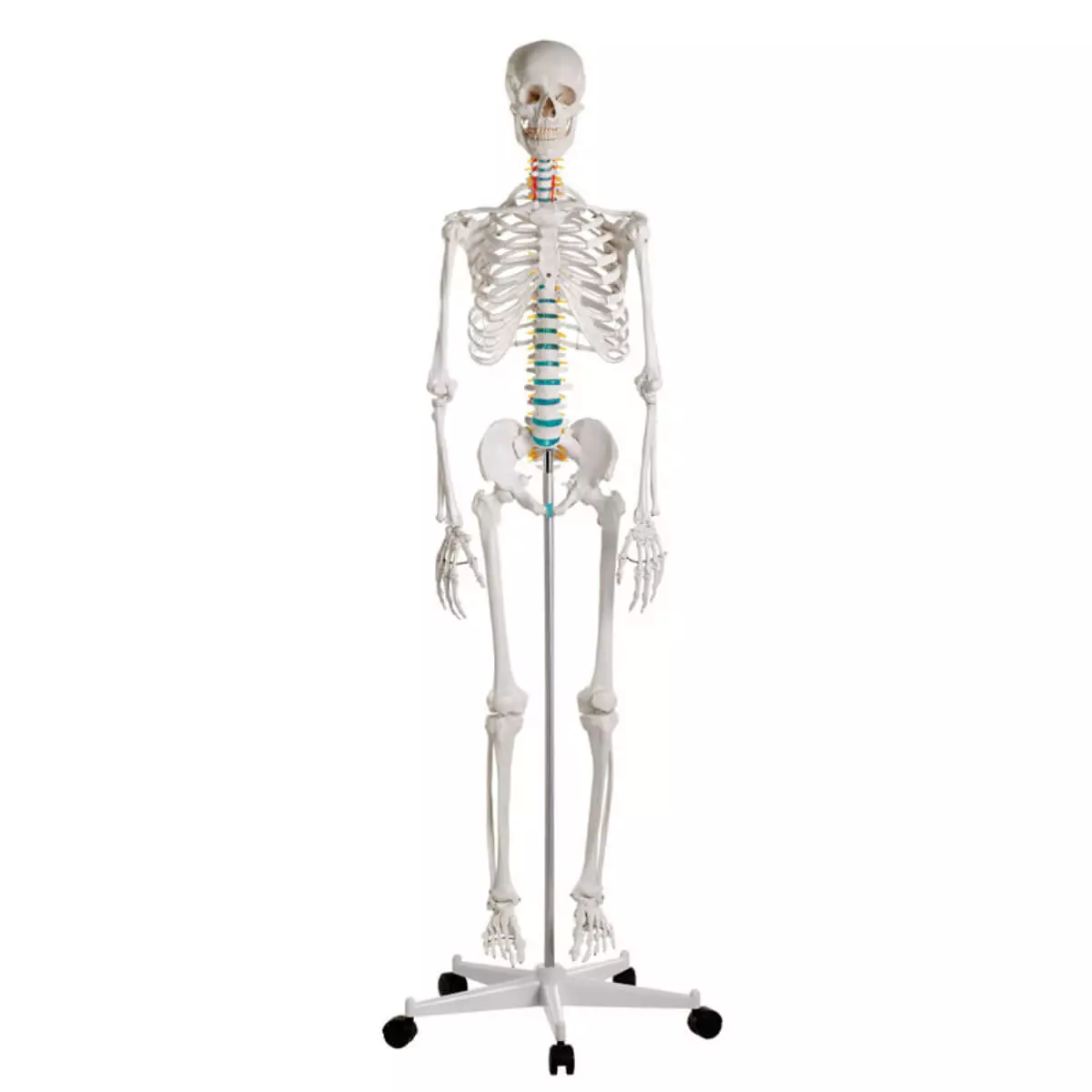  School skeleton "Oscar