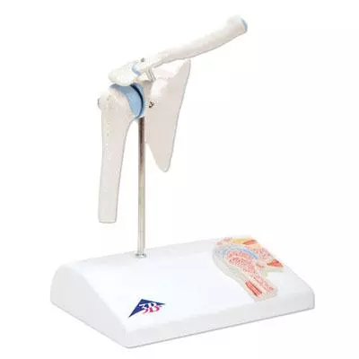  Mini model shoulder joint