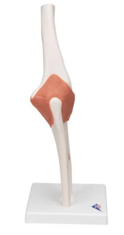 Elbow Joint