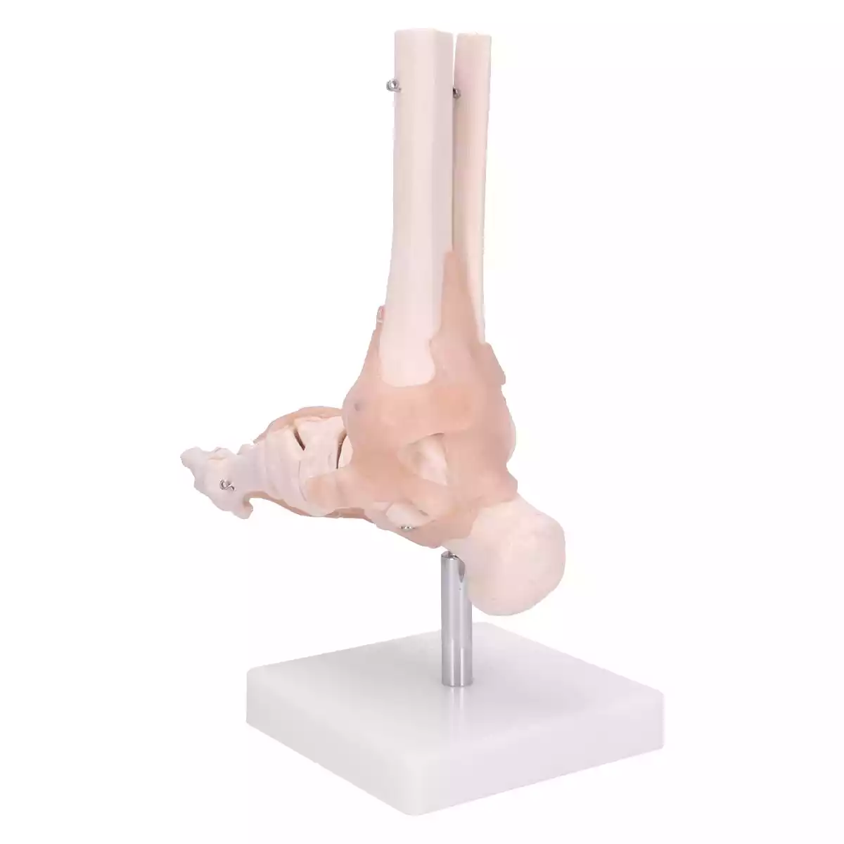  Anatomical foot skeleton model