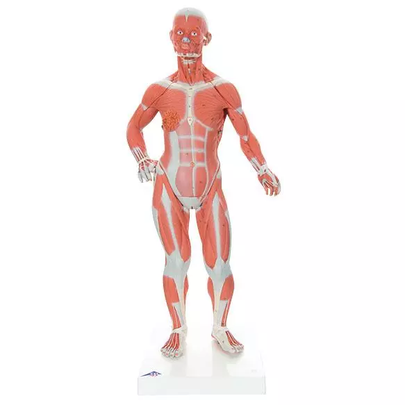  Model muscle figure