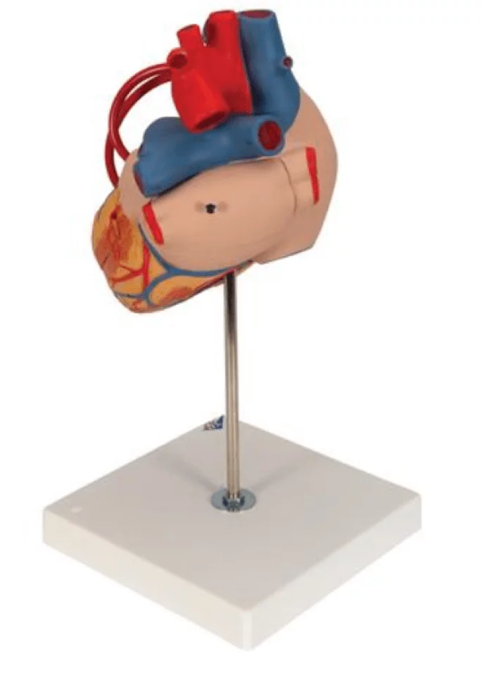  Model heart with bypass