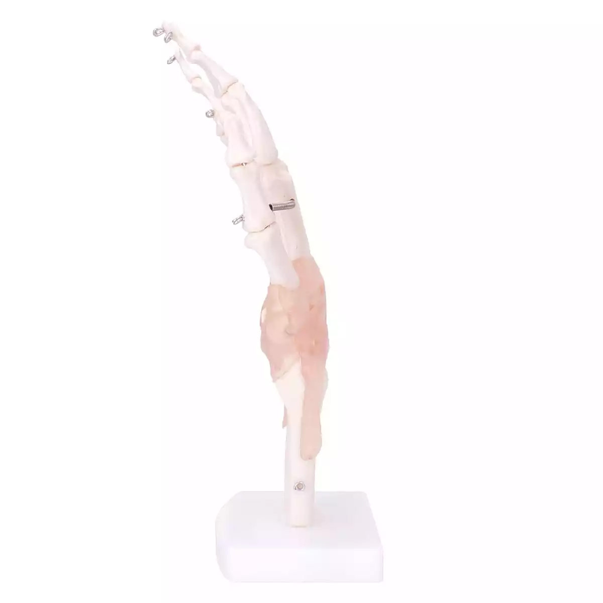  Model Anatomical Hand Skeleton
