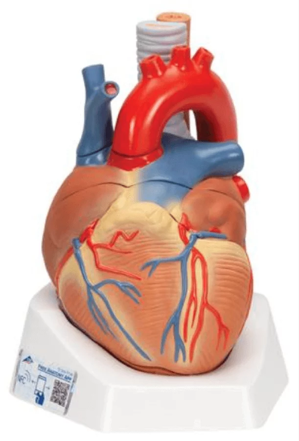  Heart model 7 pieces