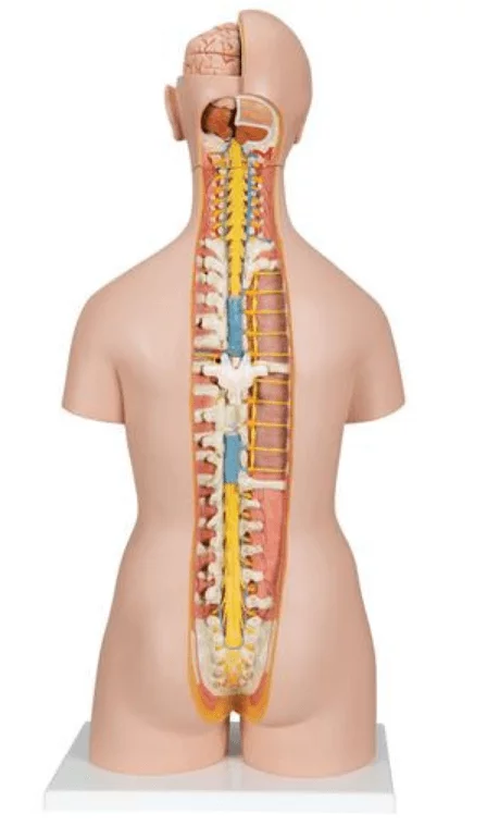  Model classic torso with open back