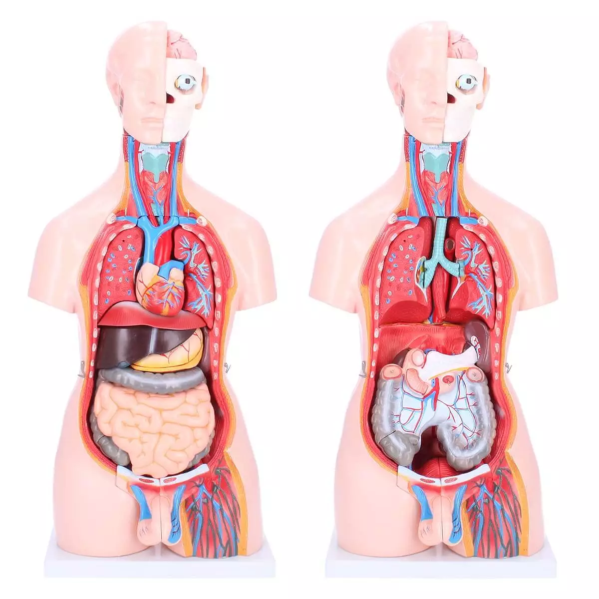  Bisexual model torso