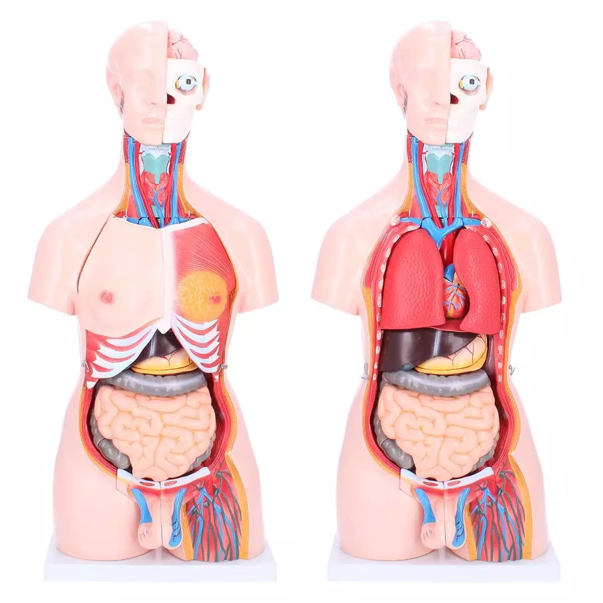  Bisexual model torso