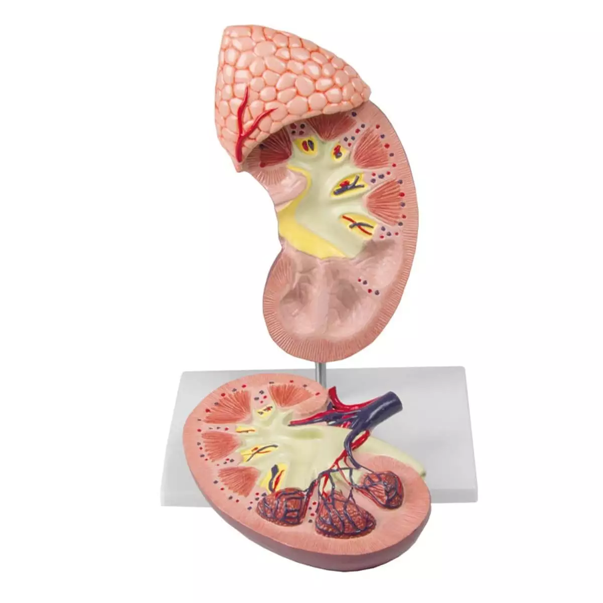  Kidney model 2 times size